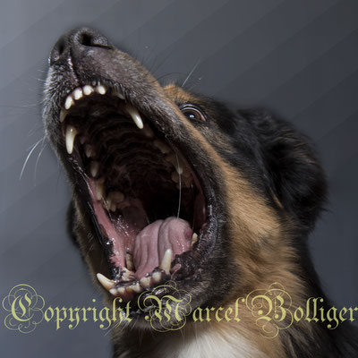 Australian Shepherd Nilson