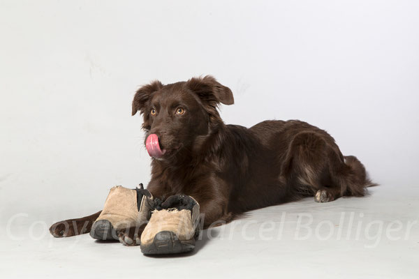 Australian Shepherd Honey