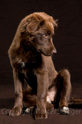 Australian Shepherd Honey