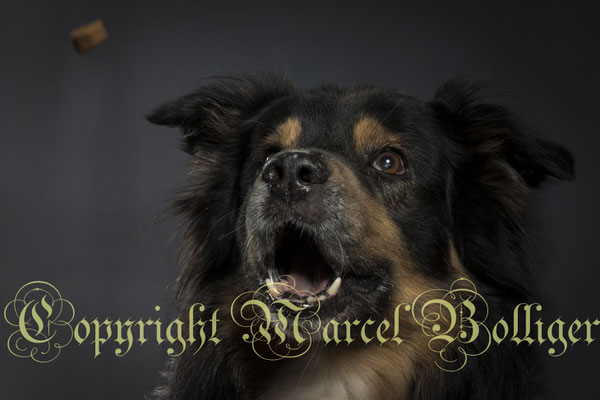 Australian Shepherd Nilson