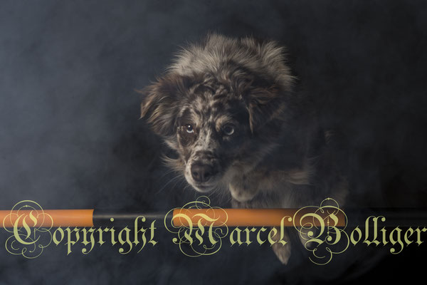 Australian Shepherd Dory
