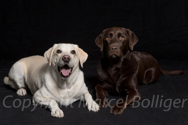 Labrador Retriever