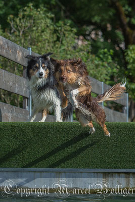 Border Collie Flash und Sky