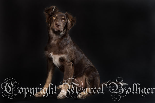 Australian Shepherd Nika