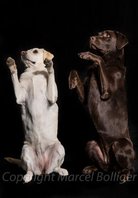 Labrador Retriever