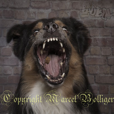 Australian Shepherd Nilson