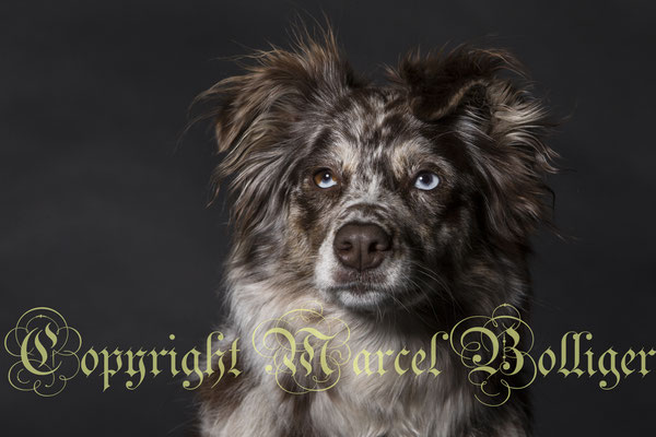Australian Shepherd Dory