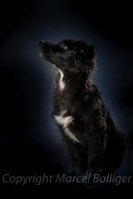Australian Shepherd Farusch