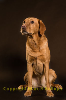 Labrador Retriever