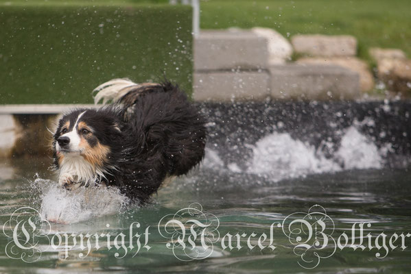 Border Collie Blade