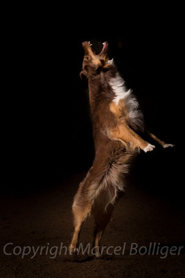 Australian Shepherd Fiara