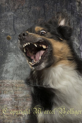 Australian Shepherd Nilson