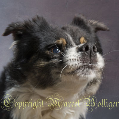 Australian Shepherd Boogie