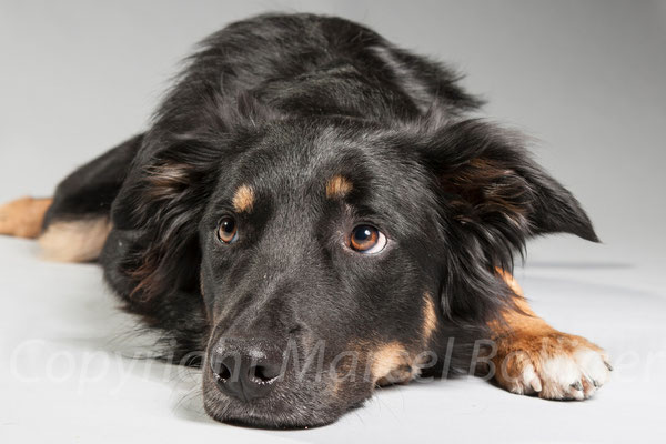Border Collie Sam