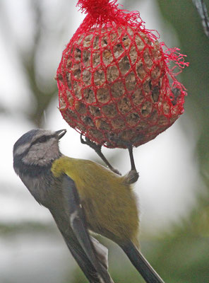 Im Winter können von der Wohnung aus die Singvögel bei der Fütterung beobachtet werden