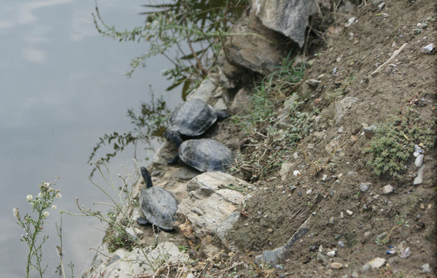 Wasserschildkröten beim sünnele