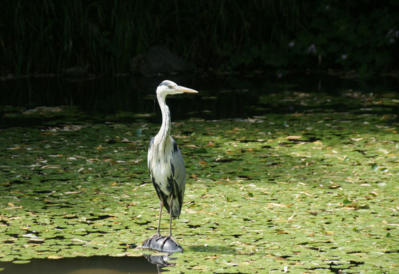 ...und echte Reiher im Teich