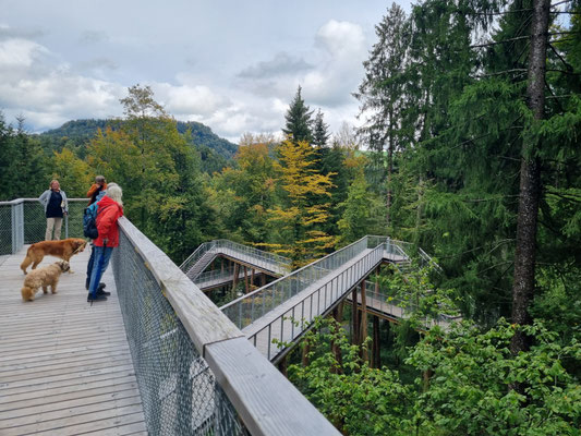 Der Baumwipfelpfad
