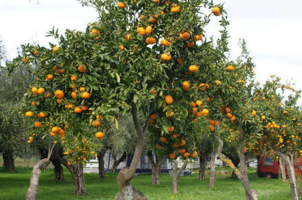 Vitamine sind immer noch da.....