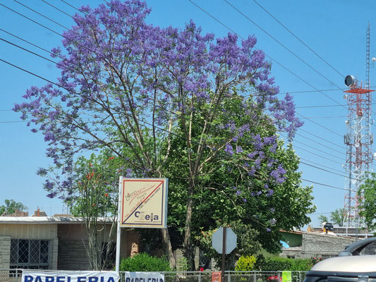 Herrliche Blüten