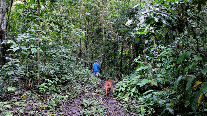 Tiefer hinein in den Urwald