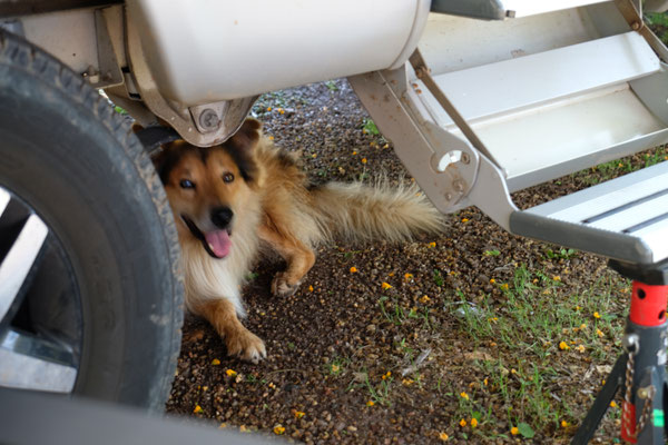 Lassie erwartet uns bereits, bei unserer Rückkehr vom Bade und Rundgang durch die Anlage der Termas del Arapey