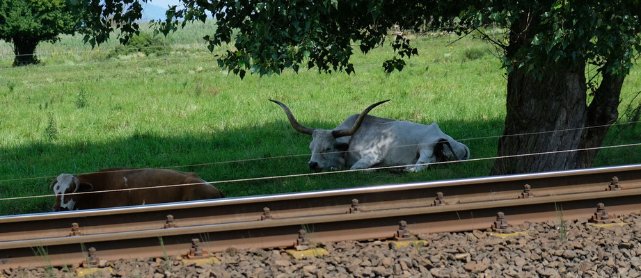 Urviecher zum Glück ennet der Gleise