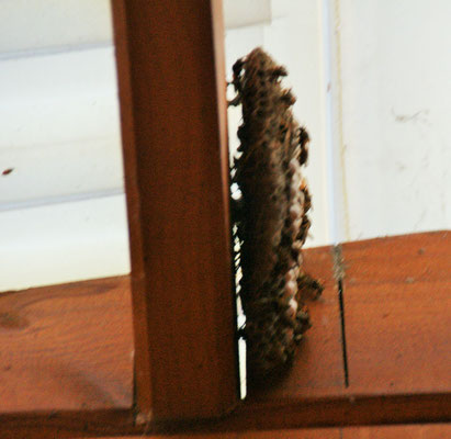 Eines der Wespennester auf der Terrasse beim Häusschen.