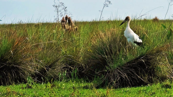 Ein amerikanischer Storch findet sich ebenfalls im Park