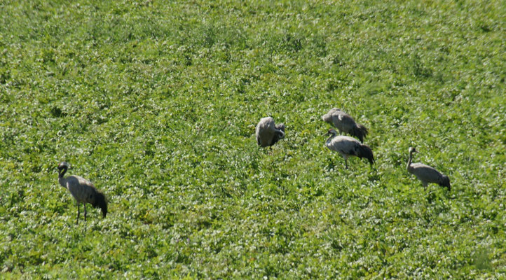 zumal wir auf dem Weg immer wieder grosse Vögel beobachten können