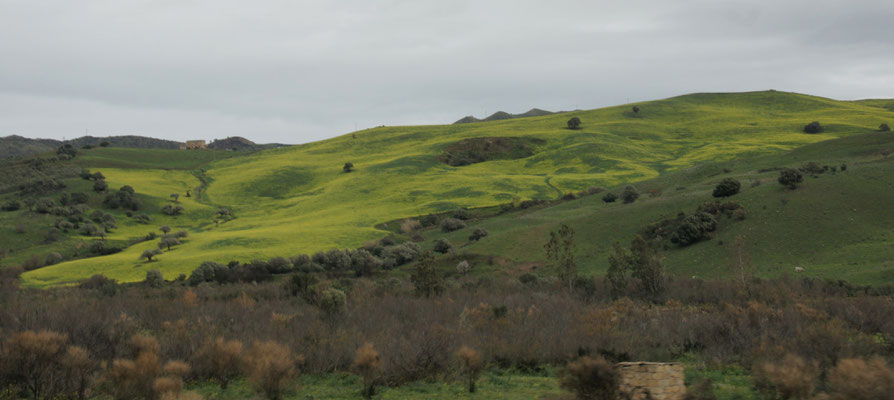 Die Landschaft ist sowas von grün