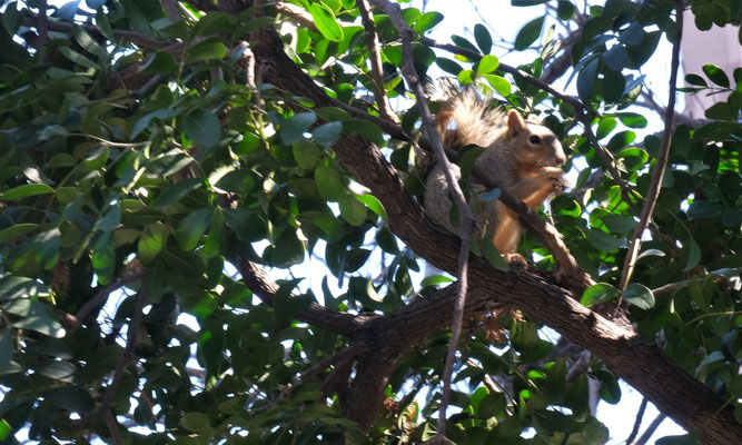 Sogar Eichhörnchen tun sich an den Baumfrüchten gut