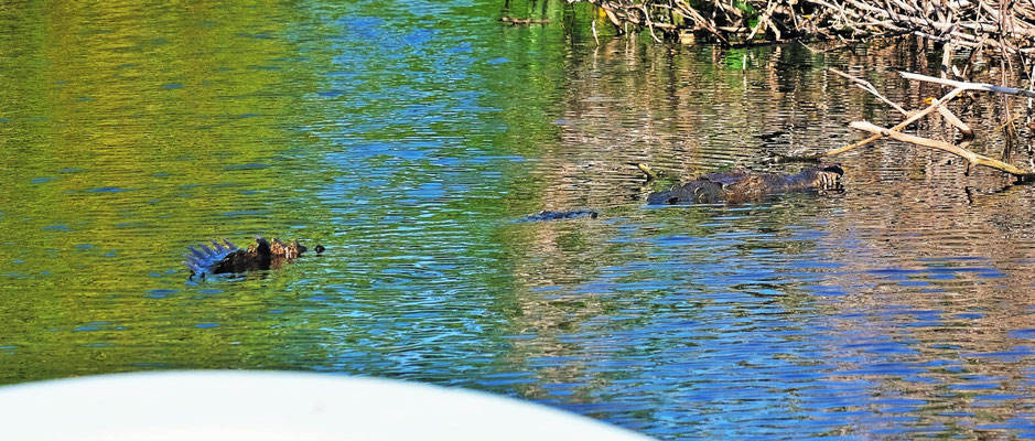 Immer mal wieder gleitet ein Krokodil an uns vorbei, dass dann lautlos im Wasser untertaucht. Wo taucht es wohl wieder auf?