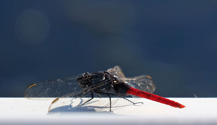 Libelle mit rotem Hinterteil