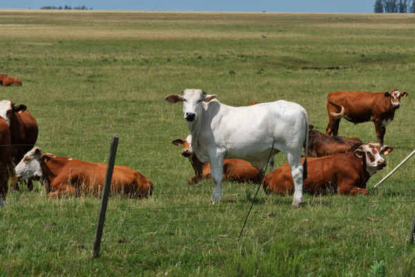 Ein Albino unter all dem Braunvieh.