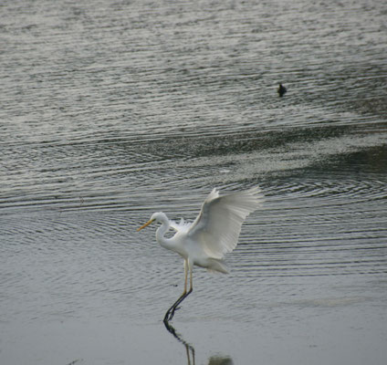 Ein Reiher im Salzwassersee