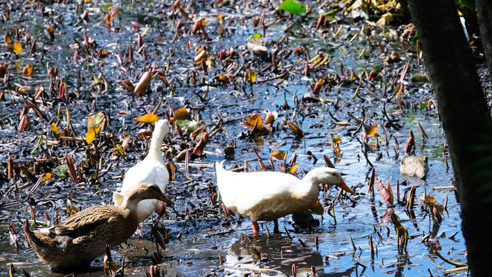 Die Enten lassen sich nicht von den Menschenmassen beeindrucken