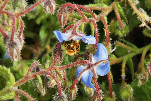 Bienen bereits fleissig am Werk