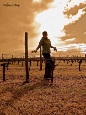 Lifting down wires @ Picardy Vineyard