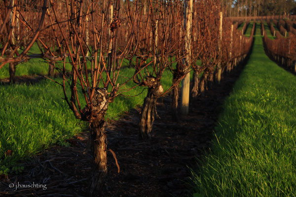 An nice day for pruning @ Picardy Vineyard