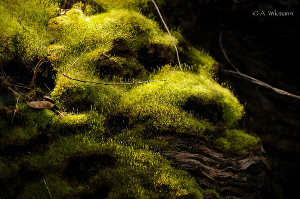 Back in the enchanted forest...