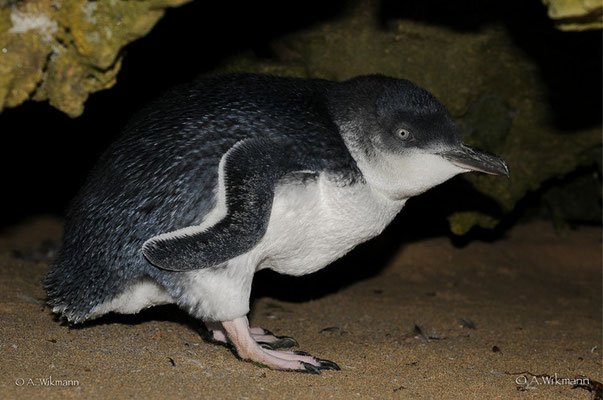 Fairy Penguin (Eudyptula minor)