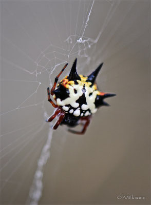 Nonvenomous Jewel Spider (Austracantha minax)