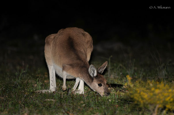 Night walk - trip hazard kangaroo!!