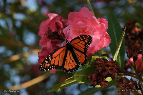Monarch butterfly (Danaus plexippus)
