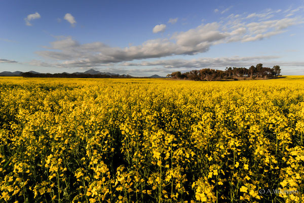 Just beautiful - Stirling Ranges in the background...