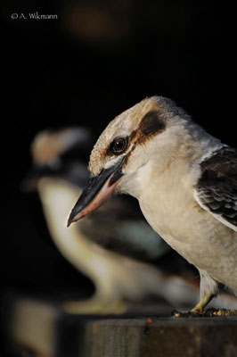 Snoopy Kookaburras...ready to pick up our leftovers
