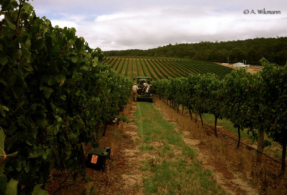 The "Miraculix" rows @ Tante Maggies Vineyard