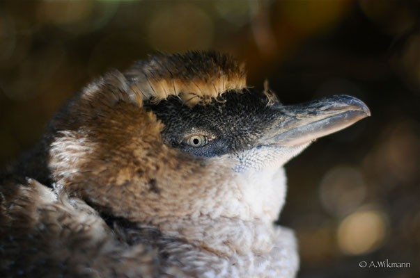 Ruffled little buddy...