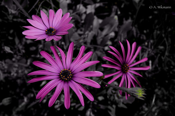 In Germany only available in garden centers, here they're growing everywhere...